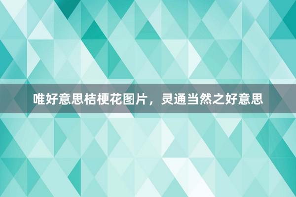 唯好意思桔梗花图片，灵通当然之好意思