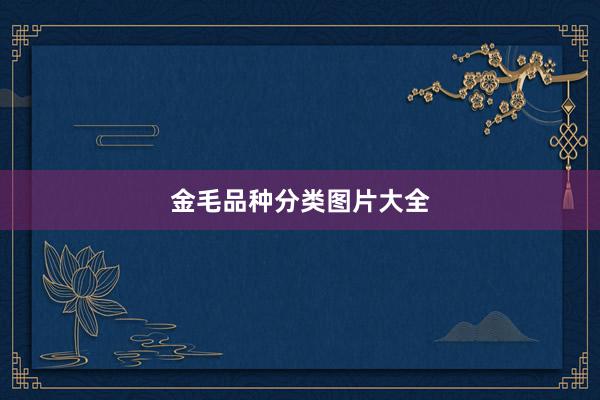 金毛品种分类图片大全